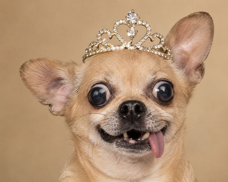 Chihuahua wearing tiara