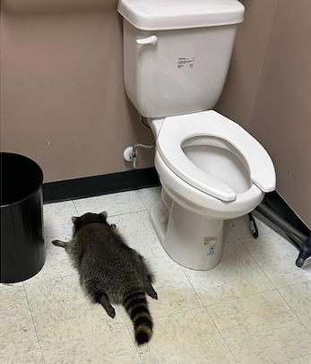 Raccoon Passed Out In Bathroom