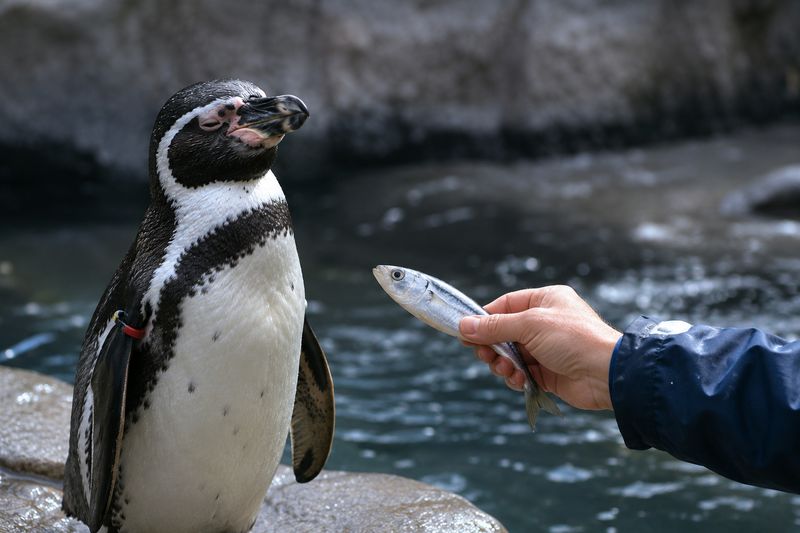 Penguins, Inflation, and the Most Polite Hunger Strike in History